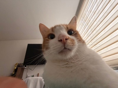 Foto de Leo