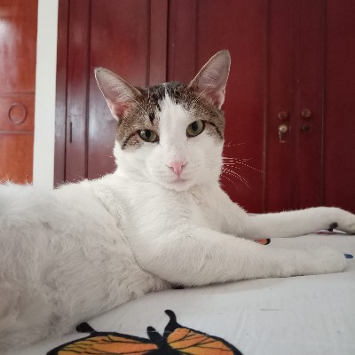 Foto de Orión